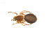  ( - BIOUG14292-A04)  @12 [ ] CreativeCommons - Attribution (2014) G. Blagoev Centre for Biodiversity Genomics