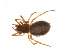  ( - BIOUG14292-A05)  @13 [ ] CreativeCommons - Attribution (2014) G. Blagoev Centre for Biodiversity Genomics