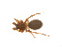 ( - BIOUG14292-D07)  @12 [ ] CreativeCommons - Attribution (2014) G. Blagoev Centre for Biodiversity Genomics