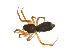  ( - BIOUG14292-D10)  @13 [ ] CreativeCommons - Attribution (2014) G. Blagoev Centre for Biodiversity Genomics