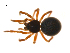  ( - BIOUG14292-E11)  @13 [ ] CreativeCommons - Attribution (2014) G. Blagoev Centre for Biodiversity Genomics