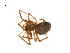  ( - BIOUG14292-F12)  @12 [ ] CreativeCommons - Attribution (2014) G. Blagoev Centre for Biodiversity Genomics