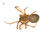  (Lepthyphantes rainieri - BIOUG14292-G01)  @13 [ ] CreativeCommons - Attribution (2014) G. Blagoev Centre for Biodiversity Genomics