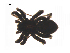  (Pardosa sinistra - BIOUG14293-F07)  @12 [ ] CreativeCommons - Attribution (2014) G. Blagoev Centre for Biodiversity Genomics