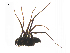  ( - BIOUG14293-G03)  @13 [ ] CreativeCommons - Attribution (2014) G. Blagoev Centre for Biodiversity Genomics