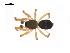  ( - BIOUG14294-D07)  @13 [ ] CreativeCommons - Attribution (2014) G. Blagoev Centre for Biodiversity Genomics