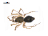  ( - BIOUG14294-D08)  @13 [ ] CreativeCommons - Attribution (2014) G. Blagoev Centre for Biodiversity Genomics