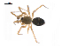 ( - BIOUG14294-D09)  @13 [ ] CreativeCommons - Attribution (2014) G. Blagoev Centre for Biodiversity Genomics