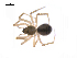 ( - BIOUG14294-D10)  @12 [ ] CreativeCommons - Attribution (2014) G. Blagoev Centre for Biodiversity Genomics