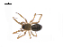  ( - BIOUG14294-D11)  @12 [ ] CreativeCommons - Attribution (2014) G. Blagoev Centre for Biodiversity Genomics