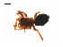  ( - BIOUG14294-E11)  @11 [ ] CreativeCommons - Attribution (2014) G. Blagoev Centre for Biodiversity Genomics