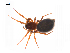  ( - BIOUG14294-F12)  @11 [ ] CreativeCommons - Attribution (2014) G. Blagoev Centre for Biodiversity Genomics
