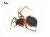  ( - BIOUG14294-G02)  @11 [ ] CreativeCommons - Attribution (2014) G. Blagoev Centre for Biodiversity Genomics