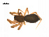 ( - BIOUG14295-A03)  @13 [ ] CreativeCommons - Attribution (2014) G. Blagoev Centre for Biodiversity Genomics