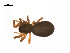  ( - BIOUG14295-B01)  @13 [ ] CreativeCommons - Attribution (2014) G. Blagoev Centre for Biodiversity Genomics