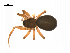  (Sisicottus montanus - BIOUG14295-B02)  @14 [ ] CreativeCommons - Attribution (2014) G. Blagoev Centre for Biodiversity Genomics