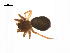  ( - BIOUG14295-B03)  @13 [ ] CreativeCommons - Attribution (2014) G. Blagoev Centre for Biodiversity Genomics