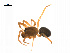  ( - BIOUG14295-B05)  @13 [ ] CreativeCommons - Attribution (2014) G. Blagoev Centre for Biodiversity Genomics
