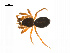  ( - BIOUG14295-D02)  @13 [ ] CreativeCommons - Attribution (2014) G. Blagoev Centre for Biodiversity Genomics