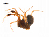  ( - BIOUG14295-D07)  @12 [ ] CreativeCommons - Attribution (2014) G. Blagoev Centre for Biodiversity Genomics