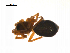  ( - BIOUG14295-H02)  @12 [ ] CreativeCommons - Attribution (2014) G. Blagoev Centre for Biodiversity Genomics
