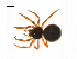  ( - BIOUG14295-H04)  @13 [ ] CreativeCommons - Attribution (2014) G. Blagoev Centre for Biodiversity Genomics