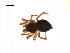  ( - BIOUG14295-H08)  @13 [ ] CreativeCommons - Attribution (2014) G. Blagoev Centre for Biodiversity Genomics