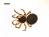  ( - BIOUG14295-H09)  @13 [ ] CreativeCommons - Attribution (2014) G. Blagoev Centre for Biodiversity Genomics