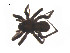  ( - BIOUG14296-D01)  @13 [ ] CreativeCommons - Attribution (2014) G. Blagoev Centre for Biodiversity Genomics