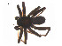  ( - BIOUG14296-D07)  @13 [ ] CreativeCommons - Attribution (2014) G. Blagoev Centre for Biodiversity Genomics