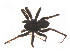  ( - BIOUG14296-D08)  @12 [ ] CreativeCommons - Attribution (2014) G. Blagoev Centre for Biodiversity Genomics
