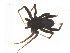  ( - BIOUG14296-D09)  @13 [ ] CreativeCommons - Attribution (2014) G. Blagoev Centre for Biodiversity Genomics