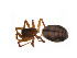  ( - BIOUG14296-H10)  @12 [ ] CreativeCommons - Attribution (2014) G. Blagoev Centre for Biodiversity Genomics