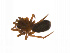  ( - BIOUG14297-A08)  @12 [ ] CreativeCommons - Attribution (2014) G. Blagoev Centre for Biodiversity Genomics
