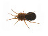  ( - BIOUG14297-F08)  @12 [ ] CreativeCommons - Attribution (2014) G. Blagoev Centre for Biodiversity Genomics