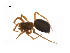  ( - BIOUG14297-F11)  @13 [ ] CreativeCommons - Attribution (2014) G. Blagoev Centre for Biodiversity Genomics