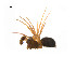  ( - BIOUG14297-G03)  @12 [ ] CreativeCommons - Attribution (2014) G. Blagoev Centre for Biodiversity Genomics