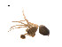  ( - BIOUG14297-G04)  @12 [ ] CreativeCommons - Attribution (2014) G. Blagoev Centre for Biodiversity Genomics