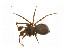  ( - BIOUG14298-G04)  @13 [ ] CreativeCommons - Attribution (2014) G. Blagoev Centre for Biodiversity Genomics