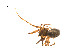  ( - BIOUG14298-G06)  @11 [ ] CreativeCommons - Attribution (2014) G. Blagoev Centre for Biodiversity Genomics