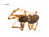  ( - BIOUG14298-G07)  @11 [ ] CreativeCommons - Attribution (2014) G. Blagoev Centre for Biodiversity Genomics