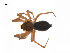  ( - BIOUG14299-A11)  @13 [ ] CreativeCommons - Attribution (2014) G. Blagoev Centre for Biodiversity Genomics
