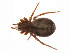  ( - BIOUG14299-H01)  @12 [ ] CreativeCommons - Attribution (2014) G. Blagoev Centre for Biodiversity Genomics