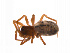  ( - BIOUG14299-H03)  @11 [ ] CreativeCommons - Attribution (2014) G. Blagoev Centre for Biodiversity Genomics