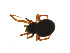  ( - BIOUG14300-C04)  @13 [ ] CreativeCommons - Attribution (2014) G. Blagoev Centre for Biodiversity Genomics