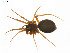  (Agyneta lophophor - BIOUG14300-E06)  @13 [ ] CreativeCommons - Attribution (2014) G. Blagoev Centre for Biodiversity Genomics