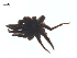  ( - BIOUG25736-A11)  @13 [ ] CreativeCommons - Attribution (2015) G. Blagoev Centre for Biodiversity Genomics