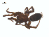  (Gnaphosa snohomish - BIOUG25736-A12)  @14 [ ] CreativeCommons - Attribution (2015) G. Blagoev Centre for Biodiversity Genomics
