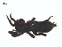 ( - BIOUG25736-B02)  @11 [ ] CreativeCommons - Attribution (2015) G. Blagoev Centre for Biodiversity Genomics