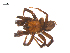  ( - BIOUG25736-C02)  @11 [ ] CreativeCommons - Attribution (2015) G. Blagoev Centre for Biodiversity Genomics